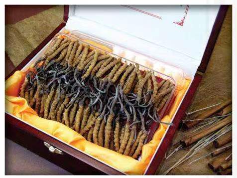 颍东冬虫夏草回收